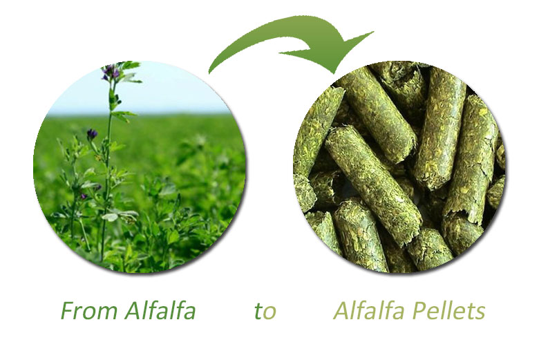 how to make alfalfa pellets